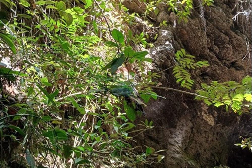 Chácara / Sítio / Fazenda - Venda - Luziânia , Goiás - Imagem do WhatsApp de 2025-06-26 à(s) 23.13.25_f0822f1e.jpg - 880231017-81