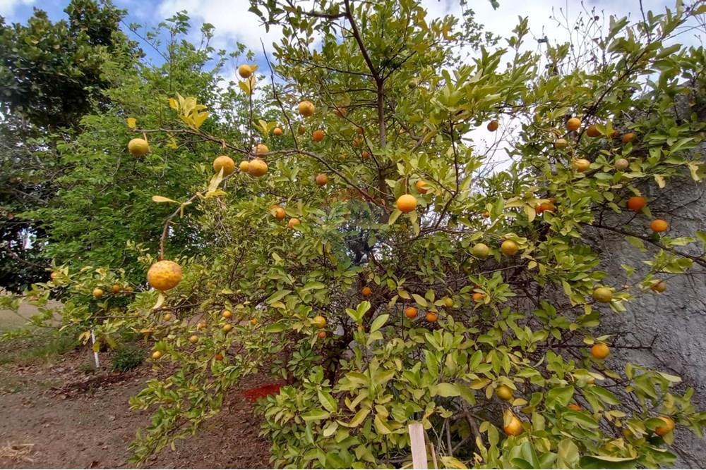 Sobrado - Venda - Brasília , Distrito Federal - 44.jpg - 880261050-29