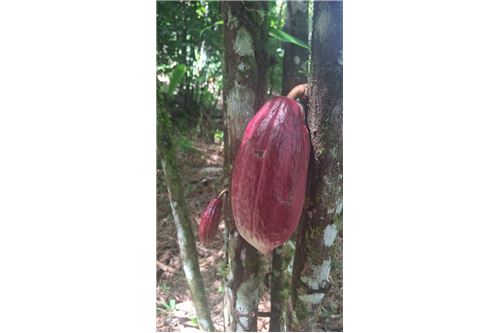 For Sale-Land-Coryal, Saint Andrew, Trinidad and Tobago-90155092-74