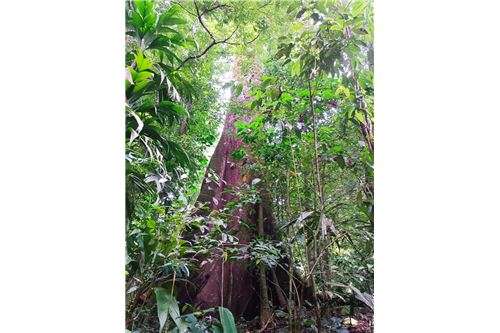 Land-For Sale-Puntarenas, Puntarenas - Puntarenas, Costa Rica-902211014-15