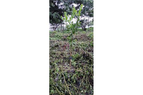 For Sale-Land-Alotenango, Sacatepéquez, Guatemala-90129016-25