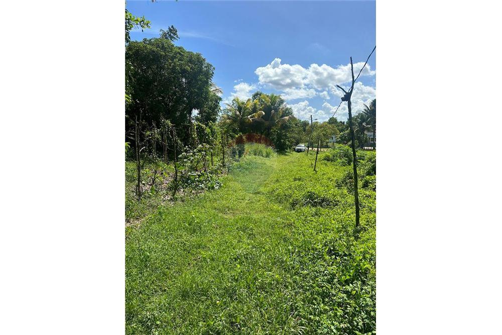 Lote - Venta - Santa Cruz, Saint Elizabeth, Jamaica - 2 - 901321002-8