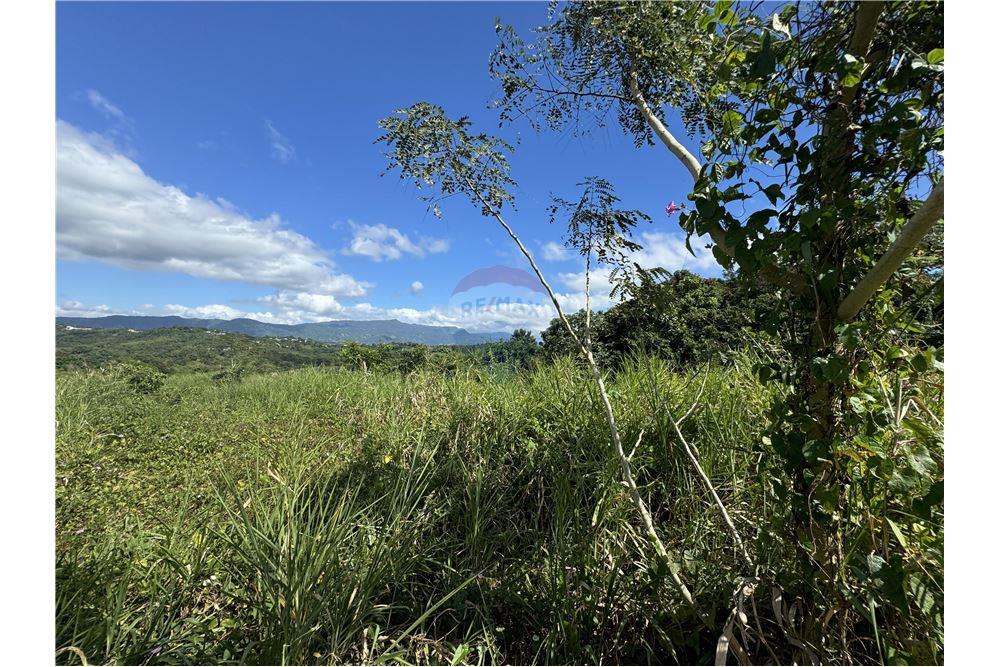 Land - For Sale - Juncos, Juncos, Puerto Rico - 3 - 90102046-21