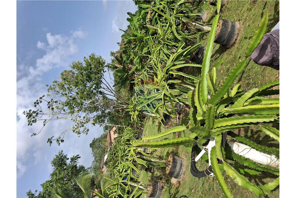 Grondstuk - Te Koop - Sangre Chiquita, Saint Andrew, Trinidad and Tobago - 5 - 90155092-76