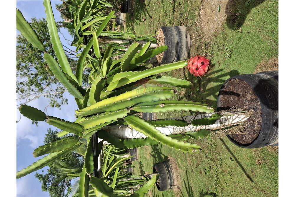 Grondstuk - Te Koop - Sangre Chiquita, Saint Andrew, Trinidad and Tobago - 7 - 90155092-76