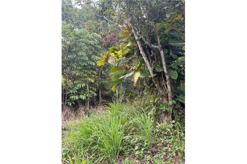 Land - For Sale - Bayamon, Bayamón, Puerto Rico - 5 - 90102070-4