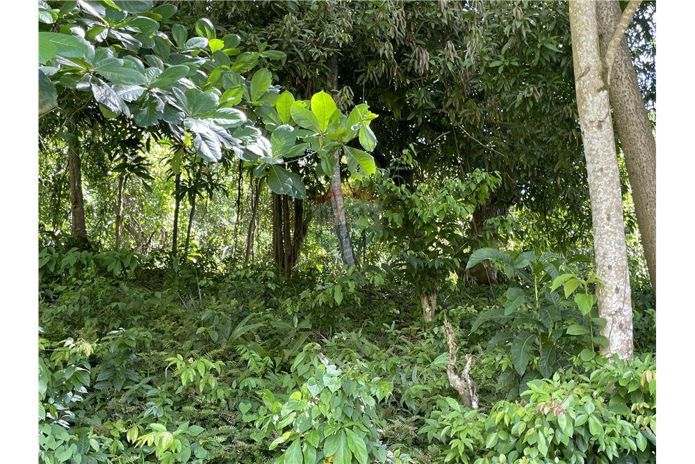 Grondstuk - Te Koop - Marigot Bay, Castries, St Lucia - 13 - 902071001-202