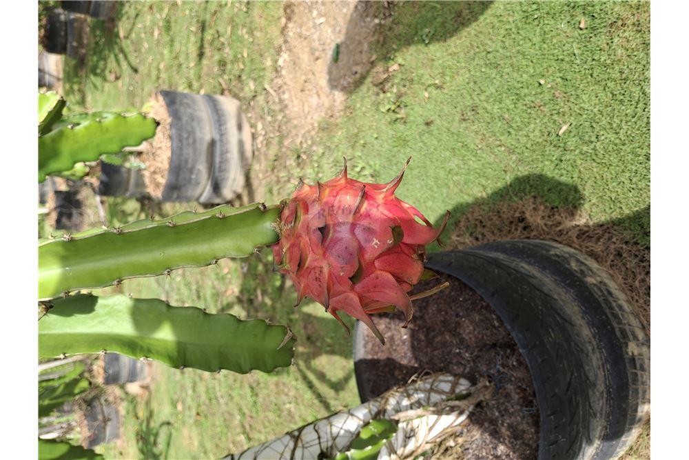 Grondstuk - Te Koop - Sangre Chiquita, Saint Andrew, Trinidad and Tobago - 3 - 90155092-76