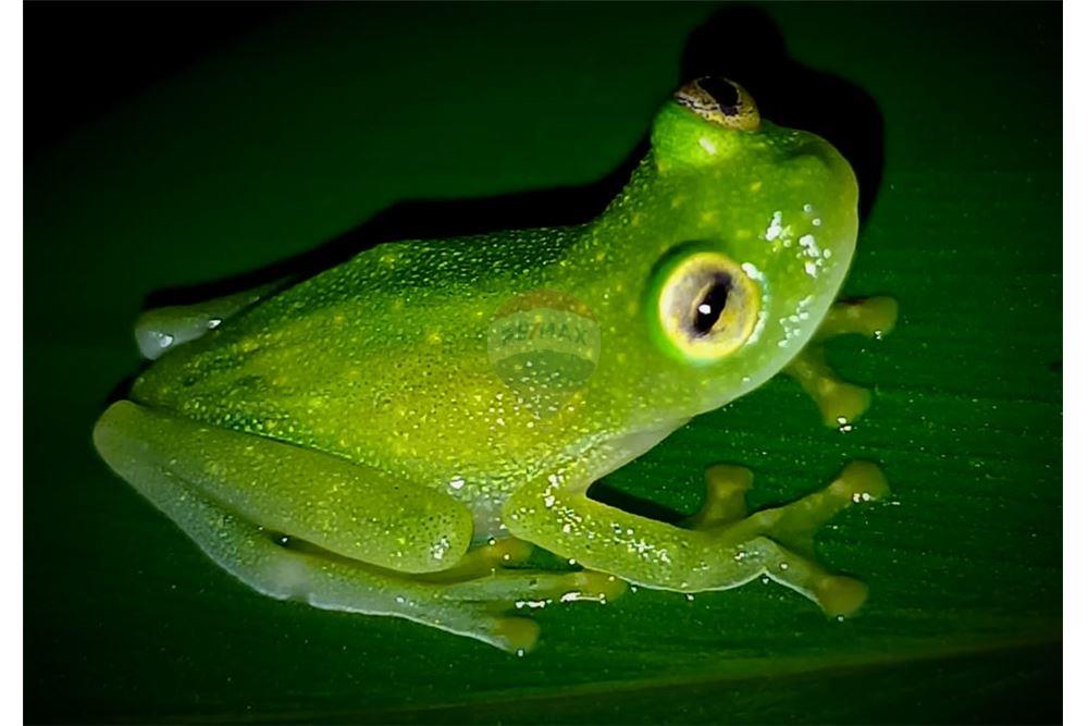 Land - For Sale - Puntarenas, Puntarenas - Puntarenas, Costa Rica - 10 - 902211014-15