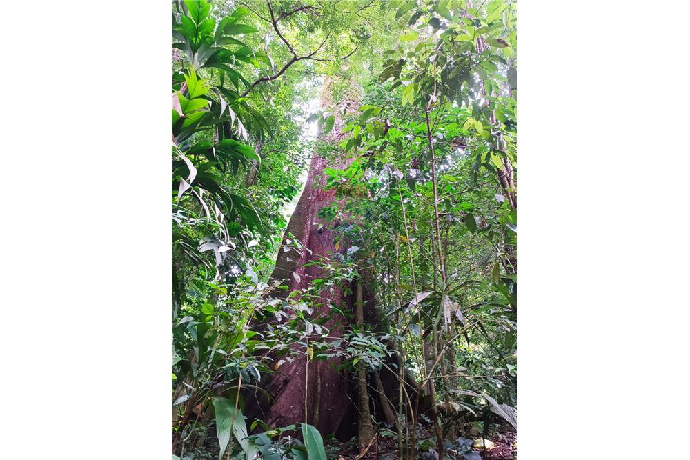 Land - For Sale - Puntarenas, Puntarenas - Puntarenas, Costa Rica - 1 - 902211014-15