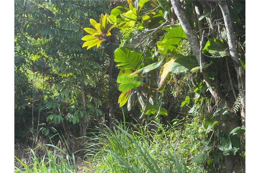 Land - For Sale - Bayamon, Bayamón, Puerto Rico - 4 - 90102070-4