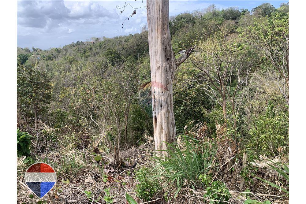 Grondstuk - Te Koop - Anse La Raye, Anse-la-Raye, St Lucia - 8 - 902071001-195