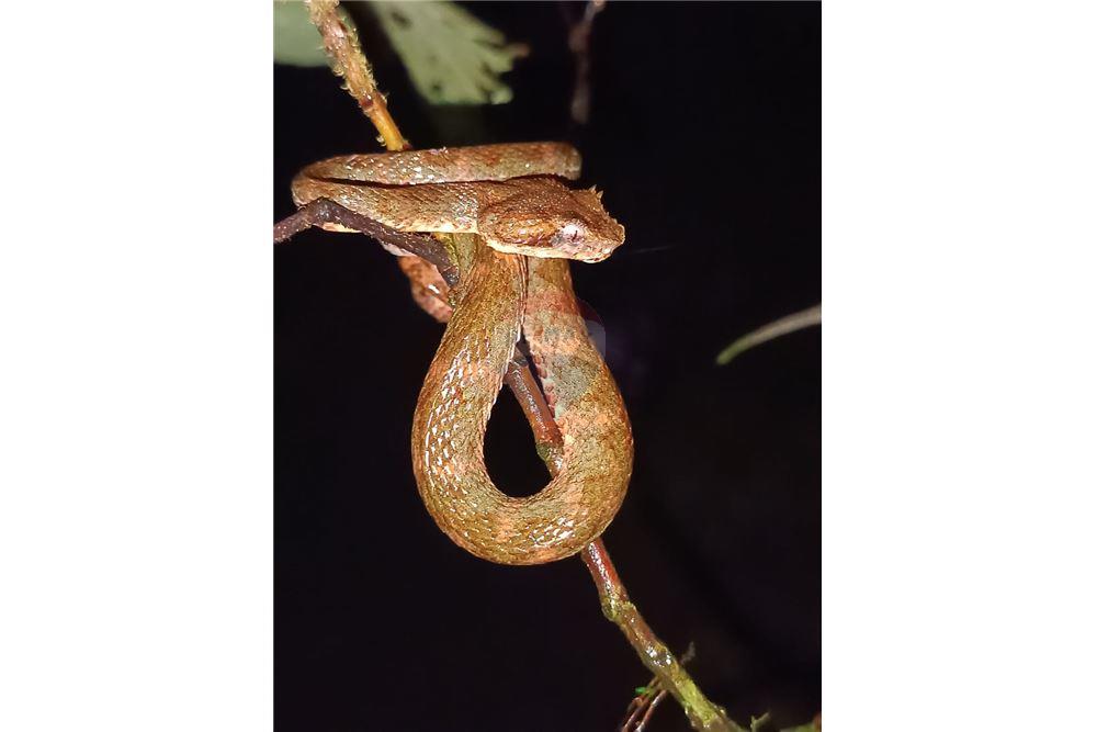 Land - For Sale - Puntarenas, Puntarenas - Puntarenas, Costa Rica - 11 - 902211014-15