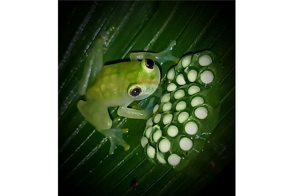 Land - For Sale - Puntarenas, Puntarenas - Puntarenas, Costa Rica - 12 - 902211014-15