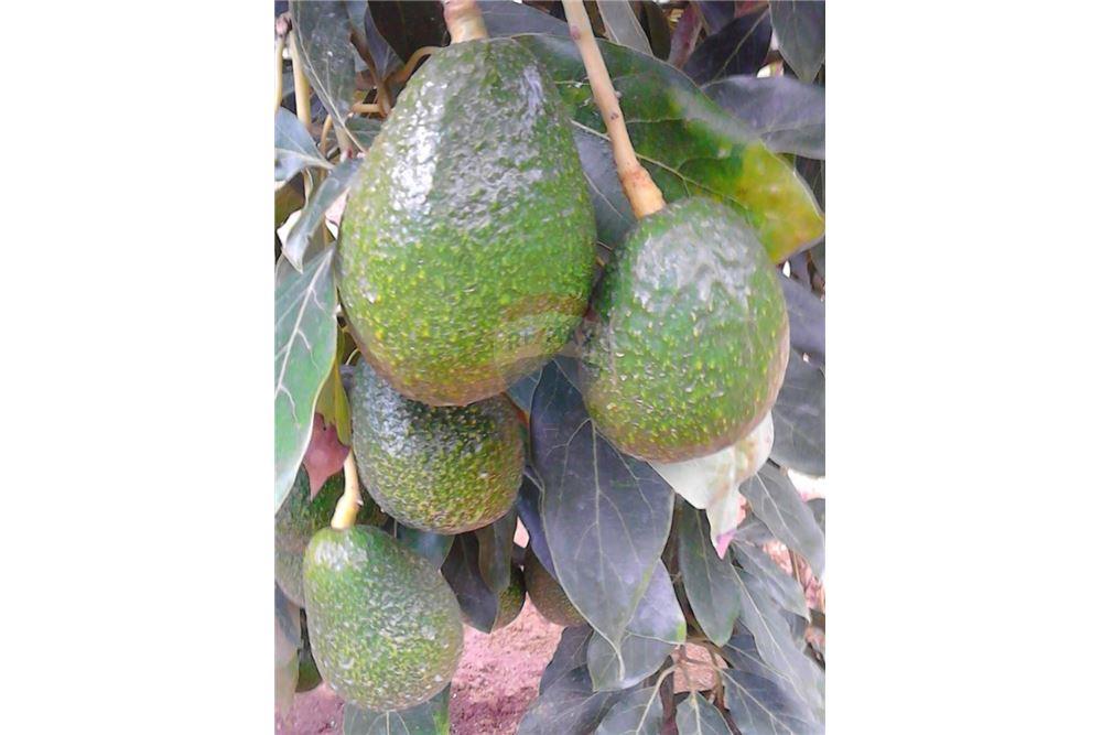 Land - For Sale - Santiago Sacatepéquez, Sacatepéquez, Guatemala - 2 - 902091002-88