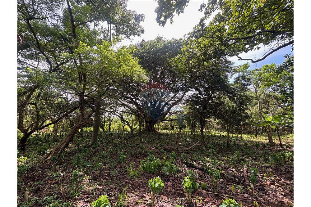 Land - For Sale - Atenas, Alajuela- Atenas, Costa Rica - 14 - 90128002-974