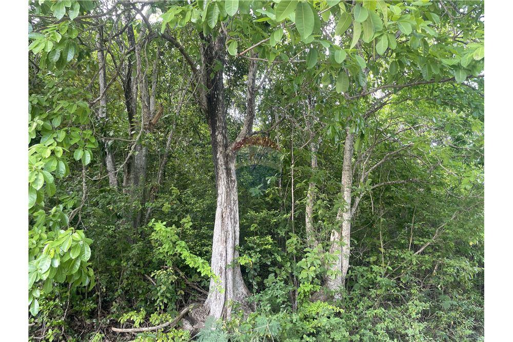 Grondstuk - Te Koop - Cap Estate, Gros-Islet, St Lucia - 3 - 902071001-204