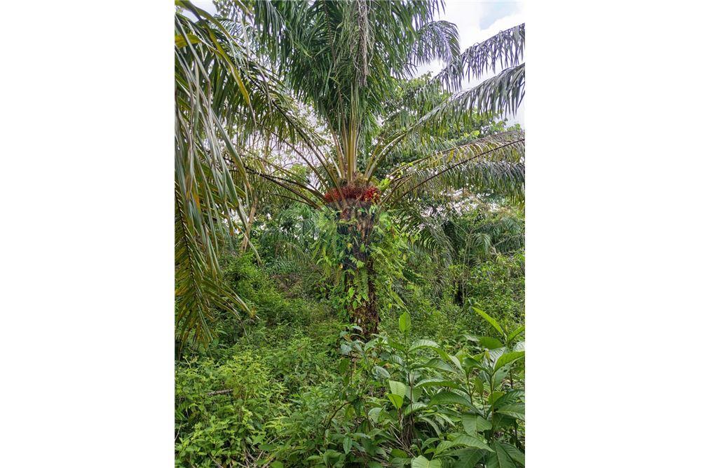 Land - For Sale - Puntarenas, Puntarenas - Puntarenas, Costa Rica - 3 - 902211014-15