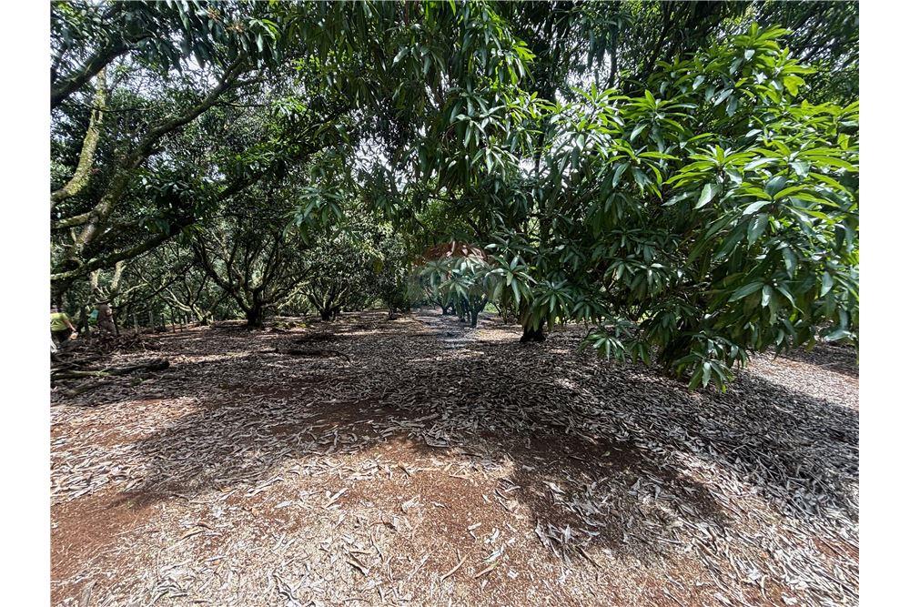 Land - For Sale - Atenas, Alajuela- Atenas, Costa Rica - 3 - 90128002-974