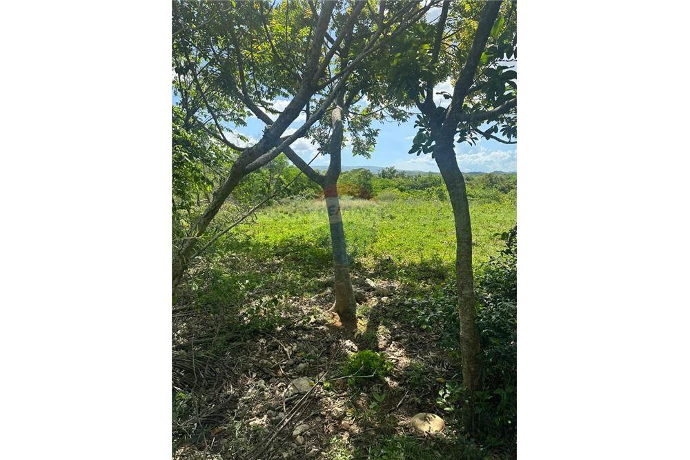 Lote - Venta - Santa Cruz, Saint Elizabeth, Jamaica - 1 - 901321002-8