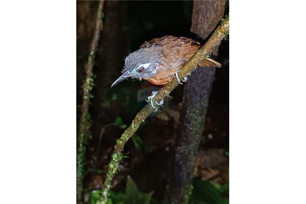 Land - For Sale - Puntarenas, Puntarenas - Puntarenas, Costa Rica - 8 - 902211014-15