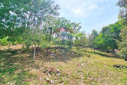 מכירה-אדמה-Koh Samui, Surat Thani-920121018-315