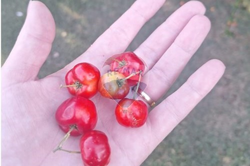 Slider Image Thumbnail