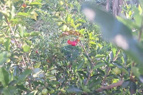 Slider Image Thumbnail