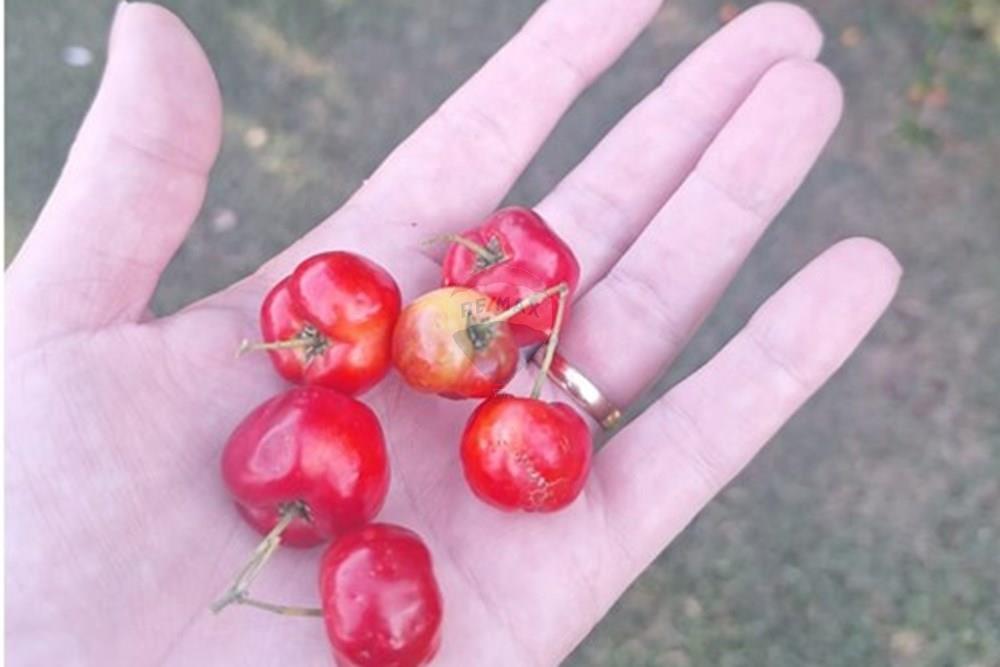 Chácara / Sítio / Fazenda - Venda - Cascavel , Paraná - WhatsApp Image 2025-05-27 at 11.31.20.jpeg - 960151043-7