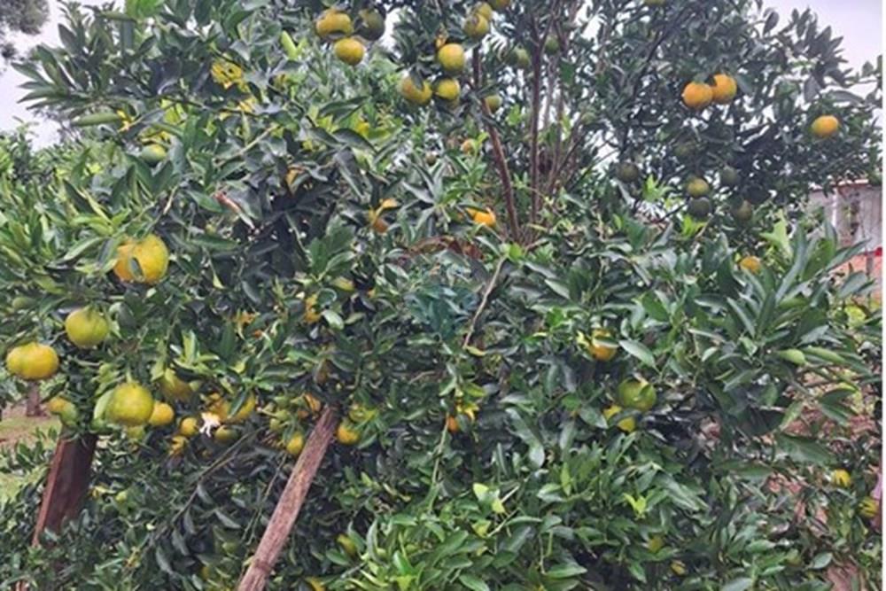 Chácara / Sítio / Fazenda - Venda - Cascavel , Paraná - WhatsApp Image 2025-05-27 at 11.31.19.jpeg - 960151043-7