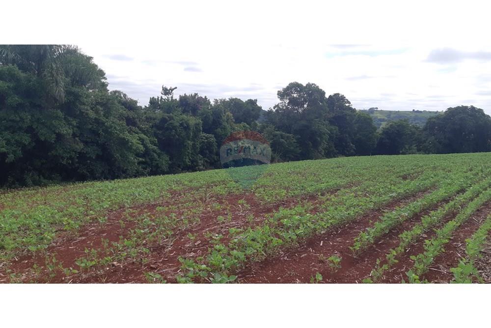 Chácara / Sítio / Fazenda - Venda - Londrina , Paraná - 20241205_093254.jpg - 960161001-27