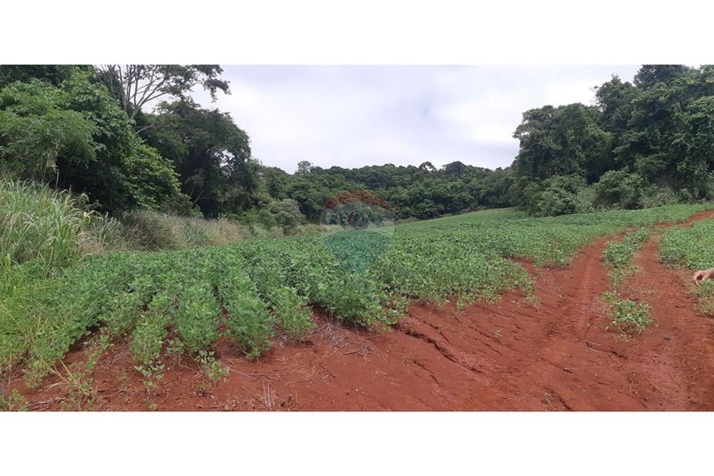 Chácara / Sítio / Fazenda - Venda - Londrina , Paraná - 20241205_095528.jpg - 960161001-27